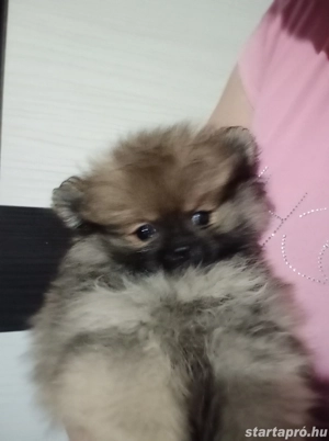 Pomerániai törpe Spicc Babák