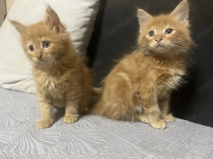 Maine Coon kiscicák