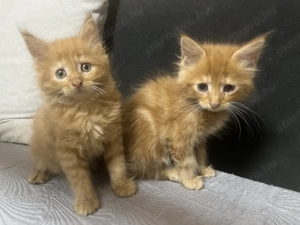 Maine Coon kiscicák - kép 2