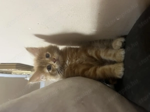 Maine Coon kiscicák - kép 4