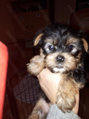 Mini fajtiszta yorki babák