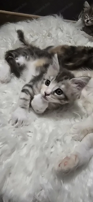 Maine Coon kiscicák Szerető Otthont keres! - kép 4