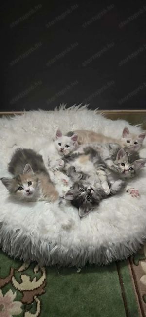 Maine Coon kiscicák Szerető Otthont keres! - kép 11