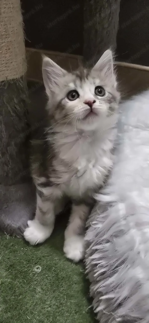 Maine Coon kiscicák Szerető Otthont keres! - kép 3