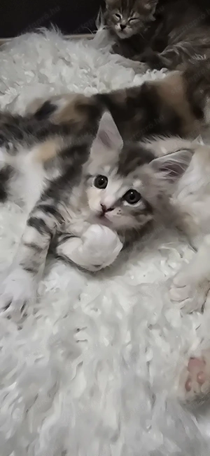 Maine Coon kiscicák Szerető Otthont keres!