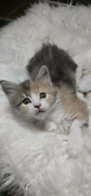 Maine Coon kiscicák Szerető Otthont keres! - kép 8