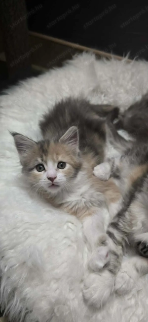 Maine Coon kiscicák Szerető Otthont keres! - kép 10