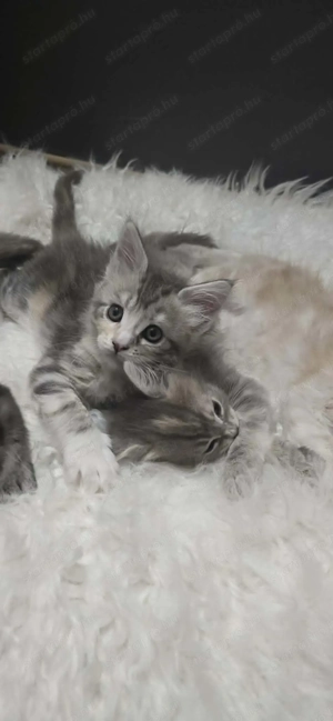 Maine Coon kiscicák Szerető Otthont keres! - kép 12