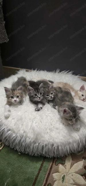 Maine Coon kiscicák Szerető Otthont keres! - kép 13