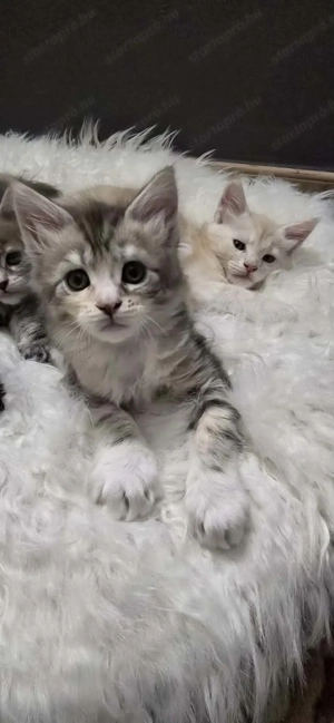 Maine Coon kiscicák Szerető Otthont keres! - kép 2