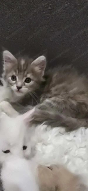 Maine Coon kiscicák Szerető Otthont keres! - kép 5