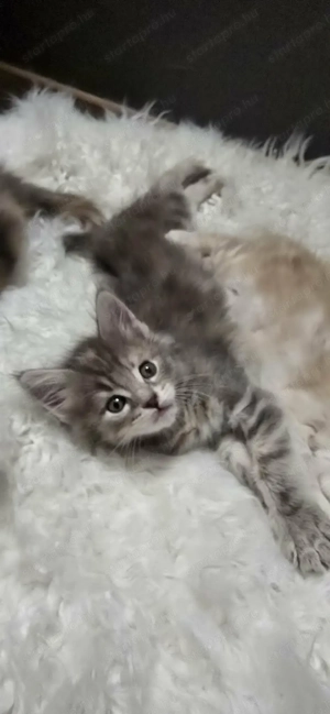 Maine Coon kiscicák Szerető Otthont keres! - kép 6