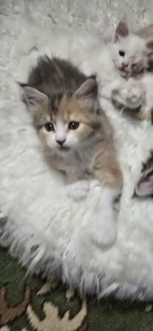 Maine Coon kiscicák Szerető Otthont keres! - kép 7