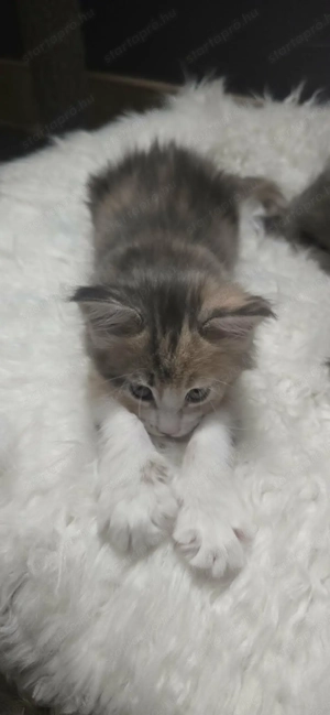 Maine Coon kiscicák Szerető Otthont keres! - kép 9