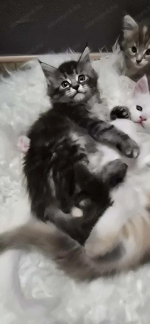 Maine Coon kiscica Szerető Otthont keres! - kép 2