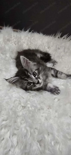 Maine Coon kiscica Szerető Otthont keres! - kép 3