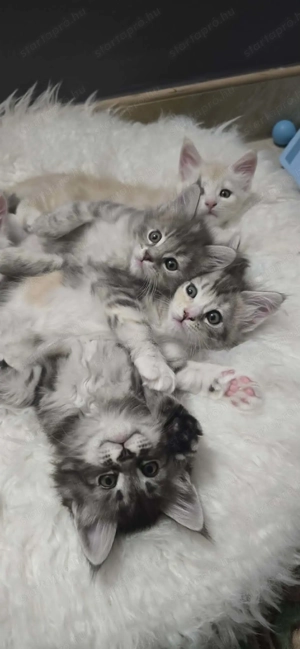 Maine Coon kiscica Szerető Otthont keres! - kép 5