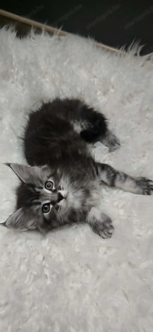 Maine Coon kiscica Szerető Otthont keres! - kép 4