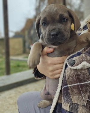 Cane Corso kutyusok törzskönyves szülőktöl  - kép 5