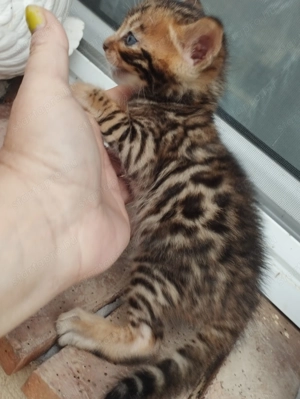 Abesszin beng li kiscic k