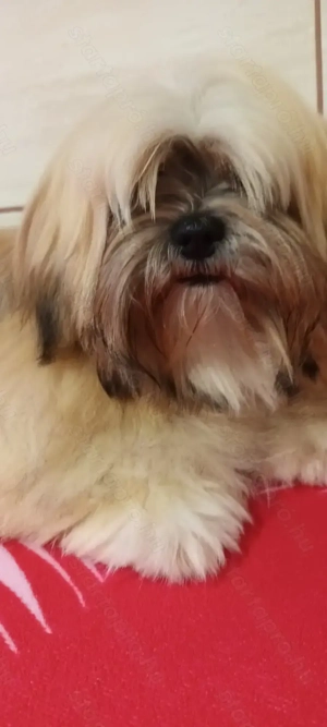 Lhasa apso kicsik