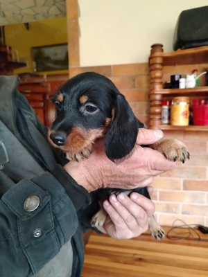 Fajta tisztaTőpetacskó kiskutya