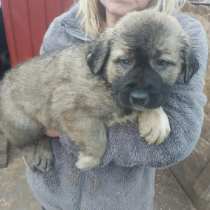 Közép-ázsiai juhász kiskutyák. 