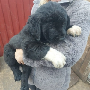 Közép-ázsiai juhász kiskutyák.  - kép 2