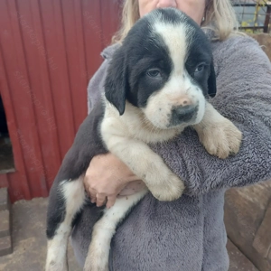 Közép-ázsiai juhász kiskutyák.  - kép 3