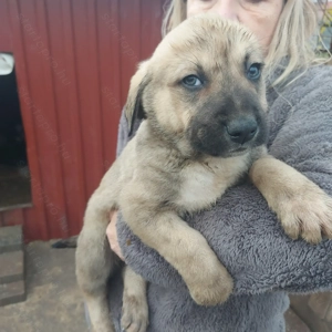 Közép-ázsiai juhász kiskutyák.  - kép 4