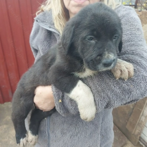 Közép-ázsiai juhász kiskutyák.  - kép 5