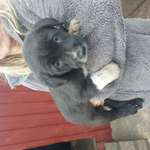 Közép-ázsiai juhász kiskutyák.  - kép 6