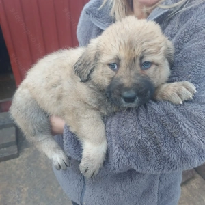 Közép-ázsiai juhász kiskutyák.  - kép 7