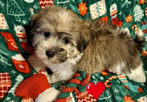 Csodaszép kislány egyedi szinben - kép 4