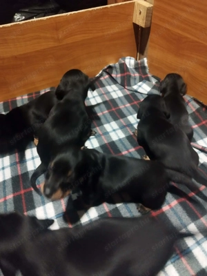 Eladó tacskó kiskutyák  - kép 8