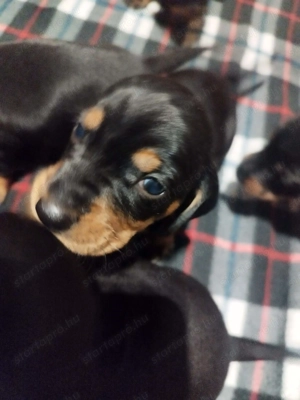 Eladó tacskó kiskutyák  - kép 6