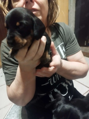 Eladó tacskó kiskutyák  - kép 7