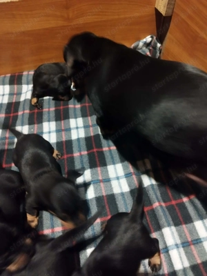 Eladó tacskó kiskutyák  - kép 5