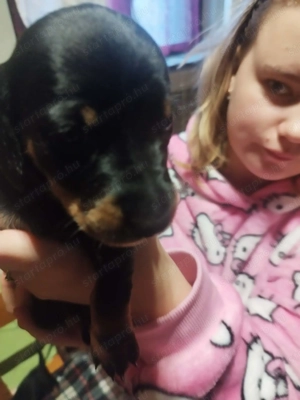 Eladó tacskó kiskutyák  - kép 4