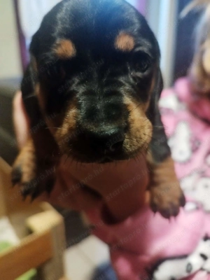 Eladó tacskó kiskutyák  - kép 2