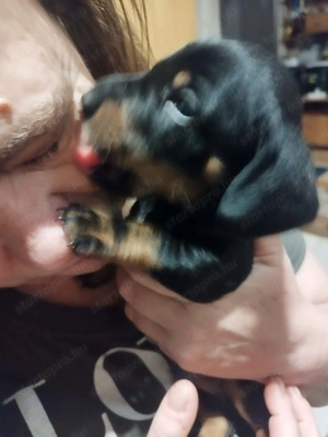 Eladó tacskó kiskutyák 