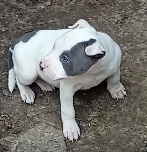 Eladó amerikai staffordshire terrier 