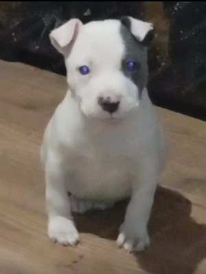 Eladó amerikai staffordshire terrier  - kép 3