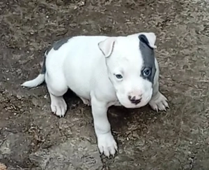 Eladó amerikai staffordshire terrier  - kép 2