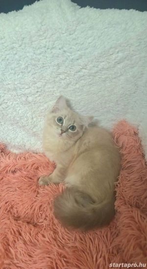 Ragdoll 16 hetes fajtiszta cicusok - kép 4