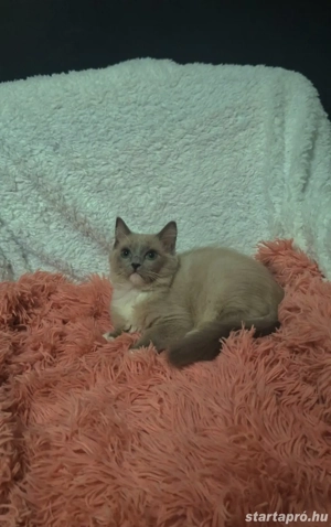 Ragdoll 16 hetes fajtiszta cicusok - kép 3