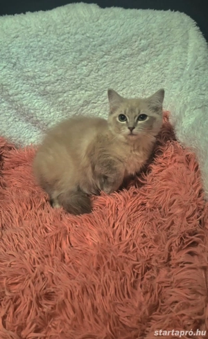 Ragdoll 16 hetes fajtiszta cicusok - kép 5