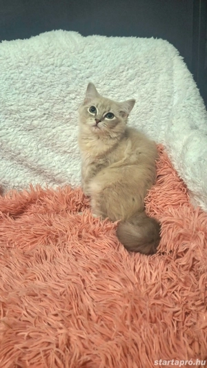 Ragdoll 16 hetes fajtiszta cicusok - kép 6