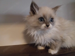 Ragdoll macska eladó  - kép 2