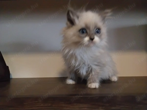 Ragdoll macska eladó  - kép 3